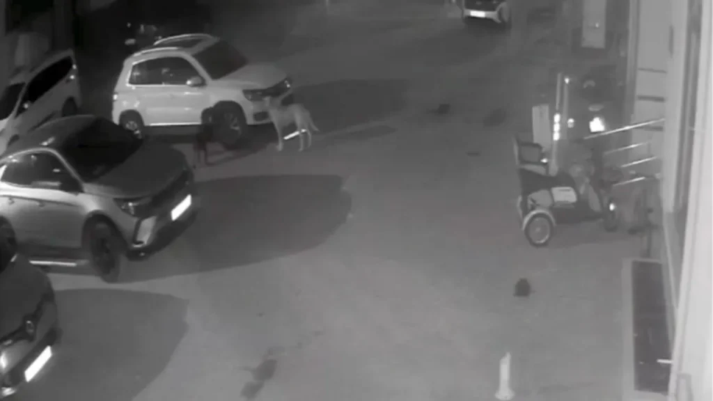 Video: cani randagi attaccano veicolo parcheggiato in parco pubblico