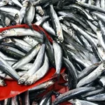 Stagione più abbondante di hamsi negli ultimi 35 anni: prezzo di 50 lira al kg