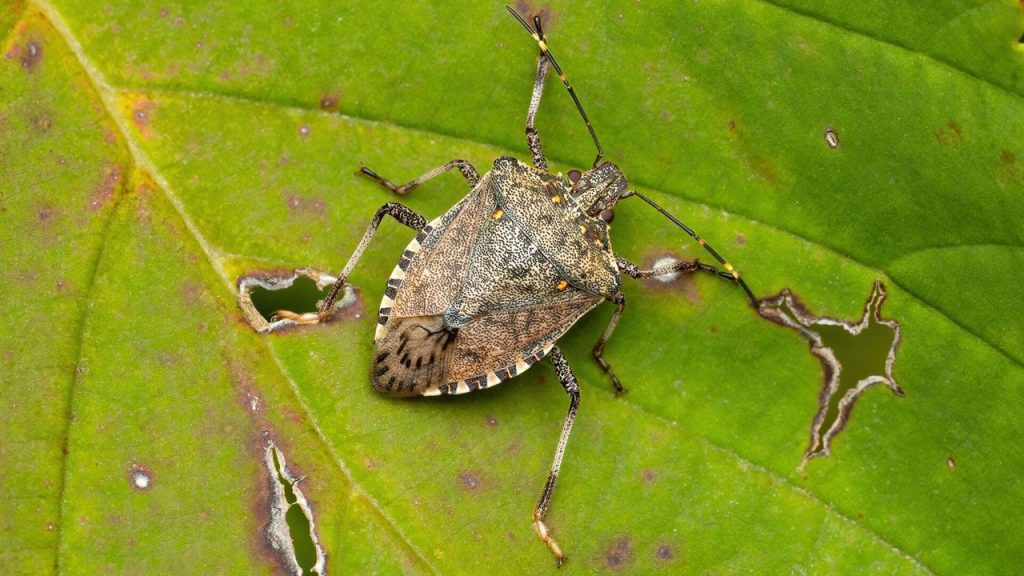 Il coleottero marrone minaccia l&#039;agricoltura in Turchia: una sfida per la produzione di noci di faggio e la sicurezza alimentare