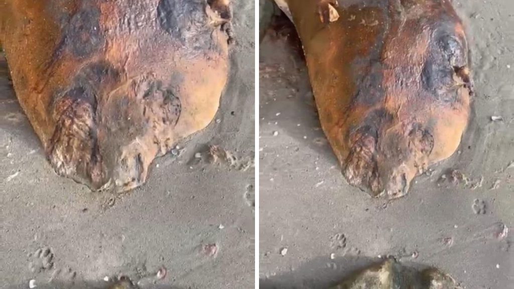 Misteriosa creatura marina trovata sulla spiaggia di Tekirdağ: cosa sappiamo e cosa non sappiamo