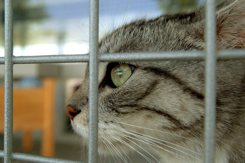 Scoperta Agghiacciante al Rifugio per Animali di Bergheim: Dipendenti Sconvolti da un Fatto Terribile