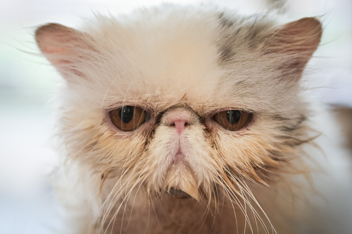 Donazione inappropriata per asilo di animali in NRW: un regalo inutilizzabile