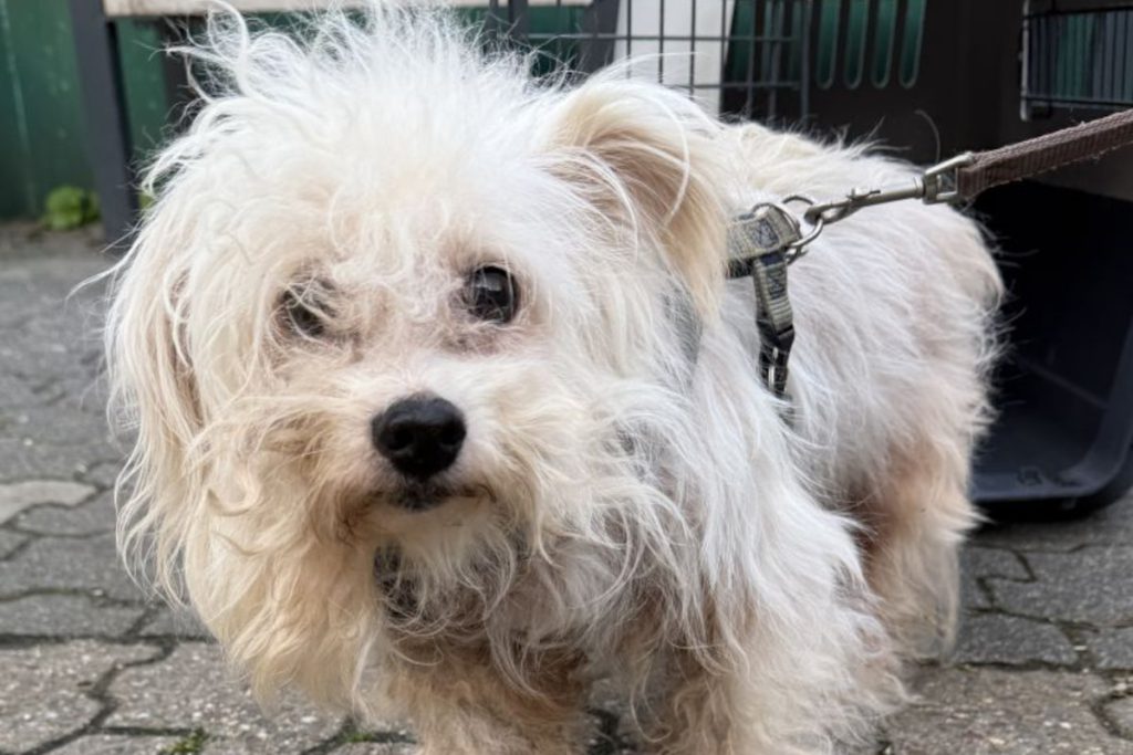 Cane Bobby in pericolo: dipendente di rifugio di Colonia lo scuote, si richiede soccorso