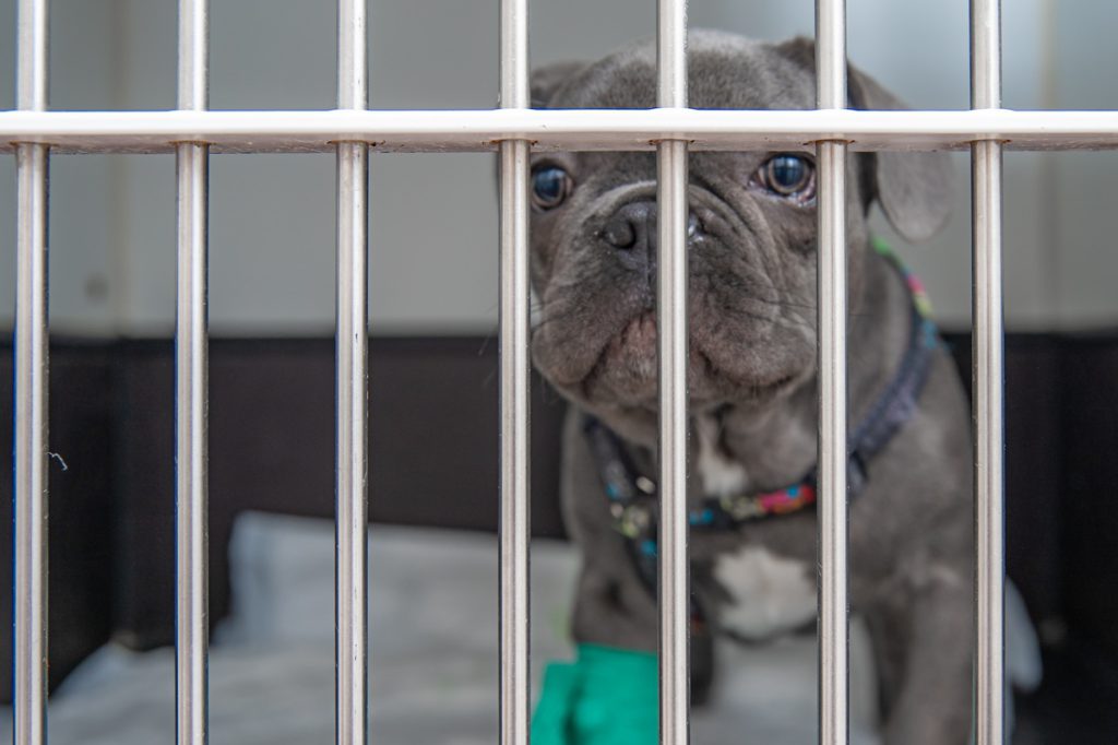 Notte di orrore al rifugio per animali di Duisburg: interruzione totale