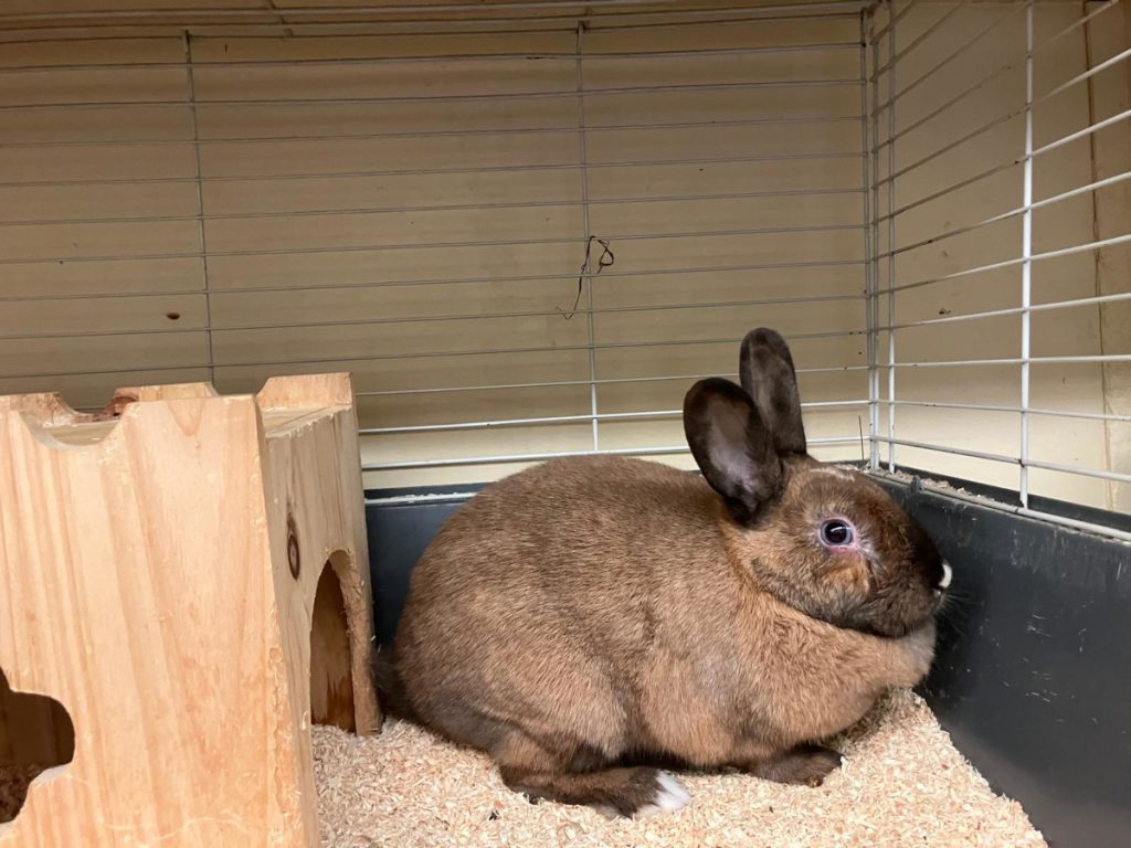 Coniglietta Marie in rifugio a Duisburg: nessuna adozione a causa di sospetto problema all’occhio