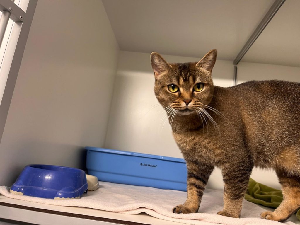 Un evento inaspettato al rifugio per animali: la storia di Tickie, una katze in pericolo