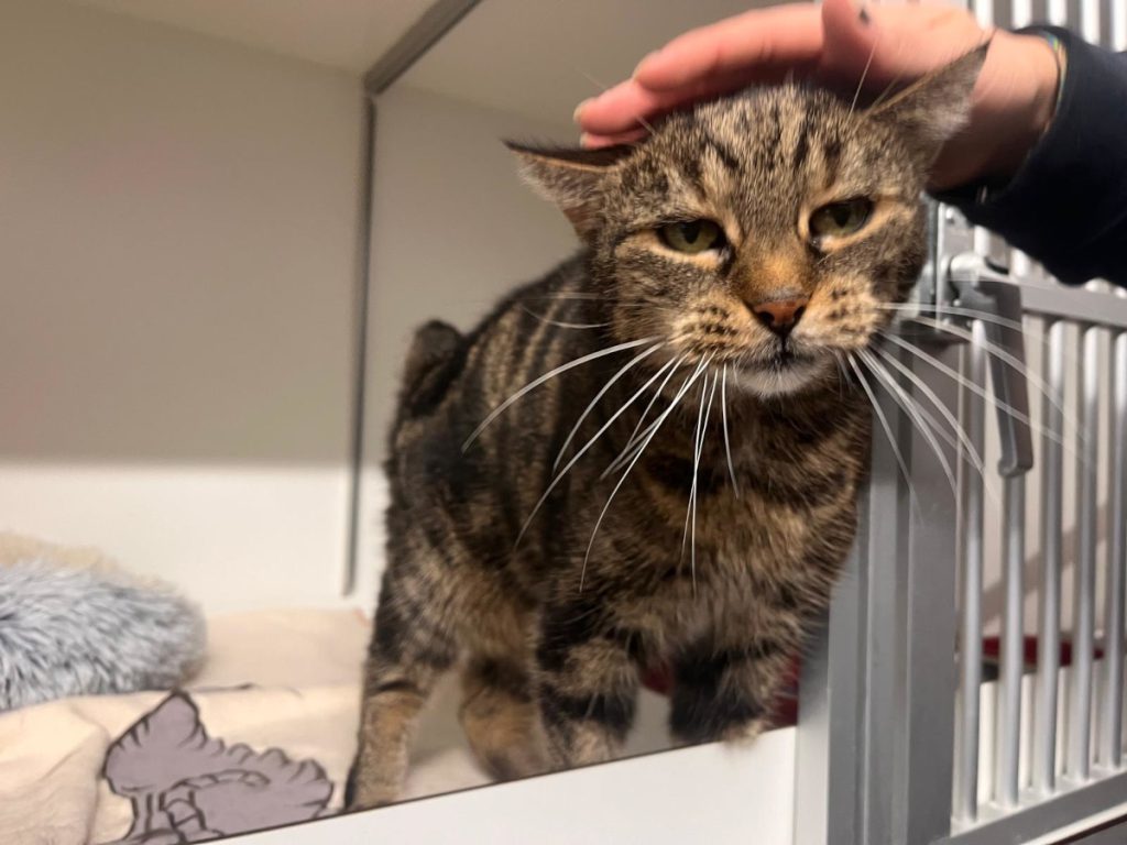 Un gatto chiamato Joda scatena il caos in un rifugio per animali: cosa sta succedendo e cosa possiamo fare per aiutare?