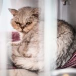 Gatta malata in rifugio tedesco: veterinari optano per eutanasia dopo esame dell'orecchio