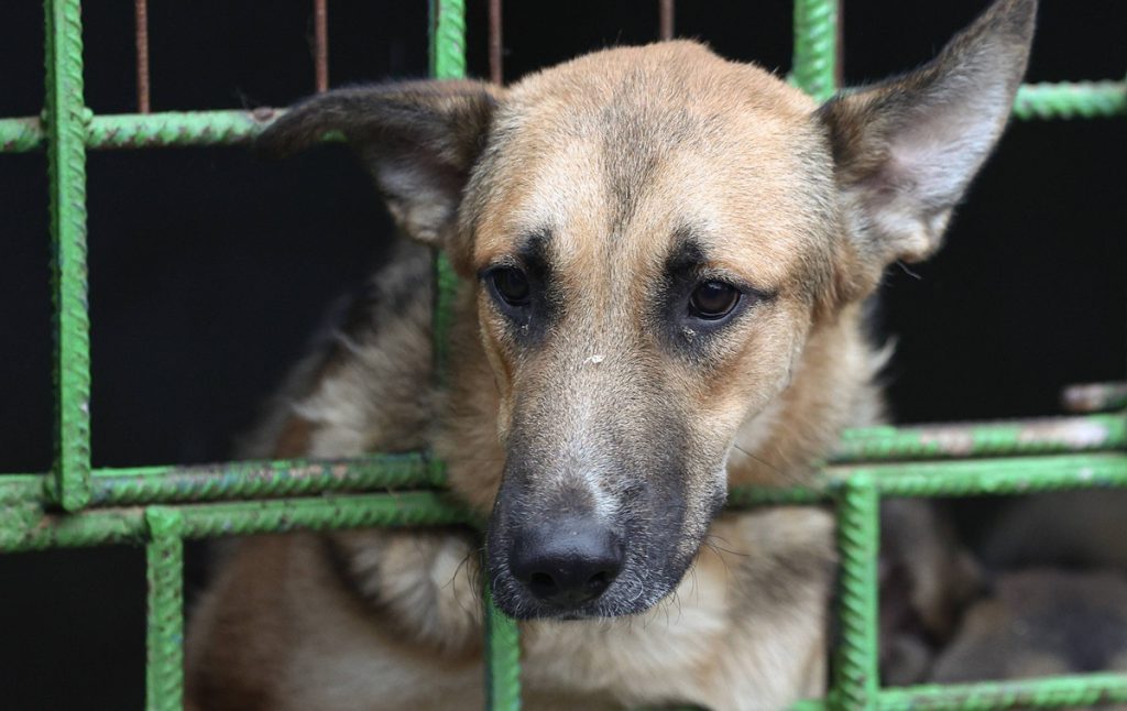 Un cane anziano nel rifugio per animali della Renania Settentrionale-Vestfalia riceve una lettera commovente che rinnova la speranza per il suo futuro

Approfondimento
La storia di Alfie, un cane anziano che si trovava nel rifugio, aveva già suscitato grande preoccupazione tra il personale e i volontari. La lettera ricevuta ha rappresentato un momento di conforto e di speranza per loro, evidenziando l&#039;impatto emotivo che gli animali possono avere sulle persone.

Possibili Conseguenze
La lettera potrebbe avere un impatto significativo sul morale del personale del rifugio e sui futuri sviluppi della storia di Alfie. Potrebbe inoltre aumentare la consapevolezza sull&#039;importanza dei rifugi per animali e sulle storie toccanti degli animali che li abitano, promuovendo un maggior sostegno e solidarietà verso questi enti.

Opinione
Non è possibile esprimere un&#039;opinione senza conoscere il contenuto della lettera e le circostanze specifiche. Tuttavia, è chiaro che la lettera ha avuto un effetto emotivo profondo sul personale del rifugio, sottolineando l&#039;importanza dell&#039;empatia e della compassione nel trattare storie di animali in difficoltà.

Analisi Critica dei Fatti
I fatti noti sono limitati alla ricezione di una lettera da parte del personale del rifugio, che ha avuto un impatto emotivo su di loro. Ulteriori informazioni sul contenuto della lettera e sul contesto sarebbero necessarie per un&#039;analisi più approfondita, ma è evidente che la storia di Alfie e la lettera ricevuta rappresentano un esempio concreto dell&#039;impatto che gli animali possono avere sulle persone.

Relazioni con altri fatti
La storia di Alfie e la lettera ricevuta potrebbero essere collegate ad altre storie di animali in rifugi o a campagne di sensibilizzazione sull&#039;importanza dell&#039;adozione e del sostegno ai rifugi per animali. Queste storie possono contribuire a creare una maggiore consapevolezza sull&#039;importanza della protezione e del benessere degli animali, promuovendo un cambiamento positivo nella società.

Contesto storico
Il rifugio per animali in NRW opera in un contesto in cui la protezione e il benessere degli animali sono sempre più importanti. La storia di Alfie e la lettera ricevuta rientrano in questo contesto, sottolineando l&#039;importanza del sostegno e della compassione per gli animali in difficoltà. La crescente attenzione verso il benessere degli animali e la protezione dell&#039;ambiente può contribuire a creare un futuro più sostenibile e compassionevole per tutti gli esseri viventi.

Fonti
La fonte di questo articolo è RP Online. Per ulteriori informazioni, si prega di visitare il sito web della fonte.