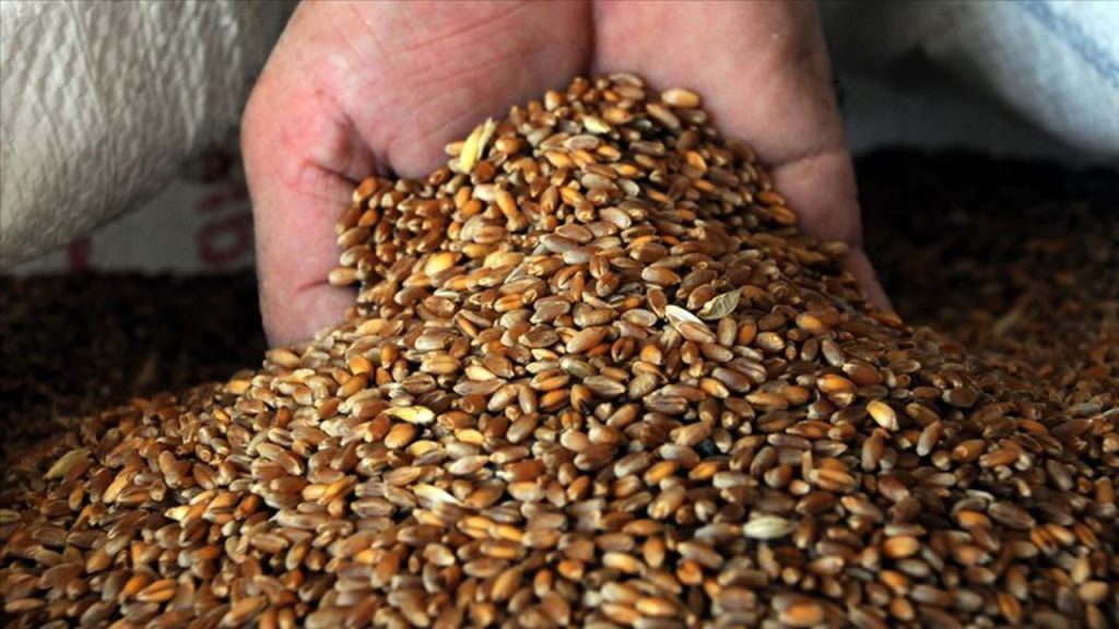Vendita di 2.042 tonnellate di grano del 2025: il TİGEM apre un&#039;asta per la vendita di grano