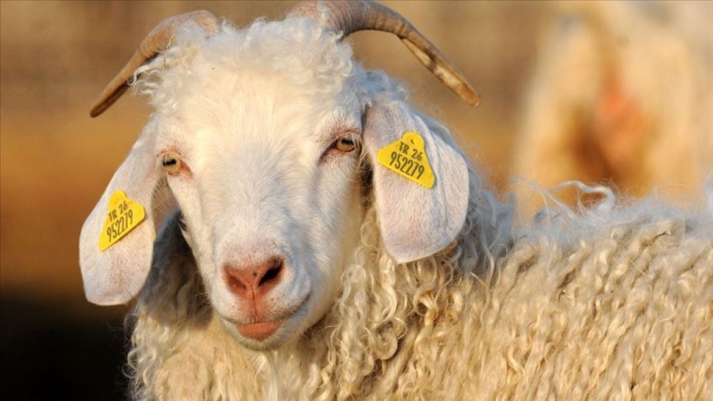 Asta di Capre in Turchia: Opportunità per gli Allevatori e lo Sviluppo Agricolo