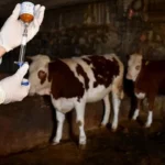 Scabbia in Turchia: nuovo serotipo dall’Iran, Iraq e Siria aumenta le perdite economiche