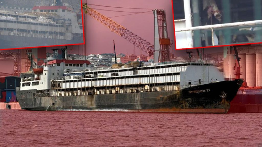Crisi animale a bordo di una nave a Bandırma: condizioni precarie e morti a bordo