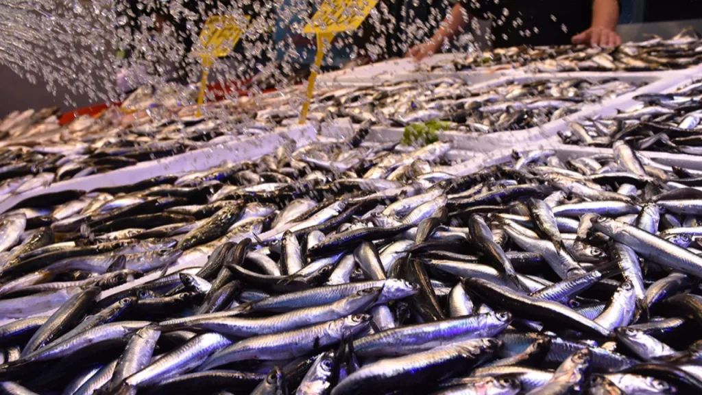 Prezzo delle acciughe a Zonguldak sale a 150 TL per scarsità di offerta