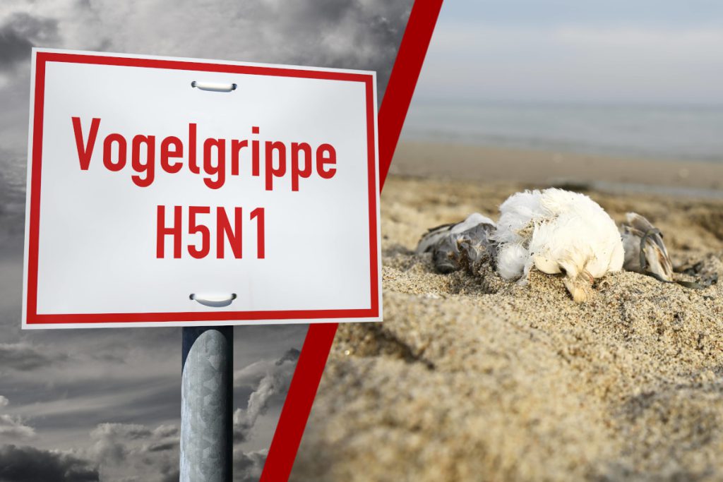 La Vogelgrippe in Germania: Una Minaccia in Crescita per la Salute Pubblica e l&#039;Ambiente