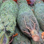 Alberi di Natale: perché i prezzi salgono prima di Natale e come scegliere il tuo
