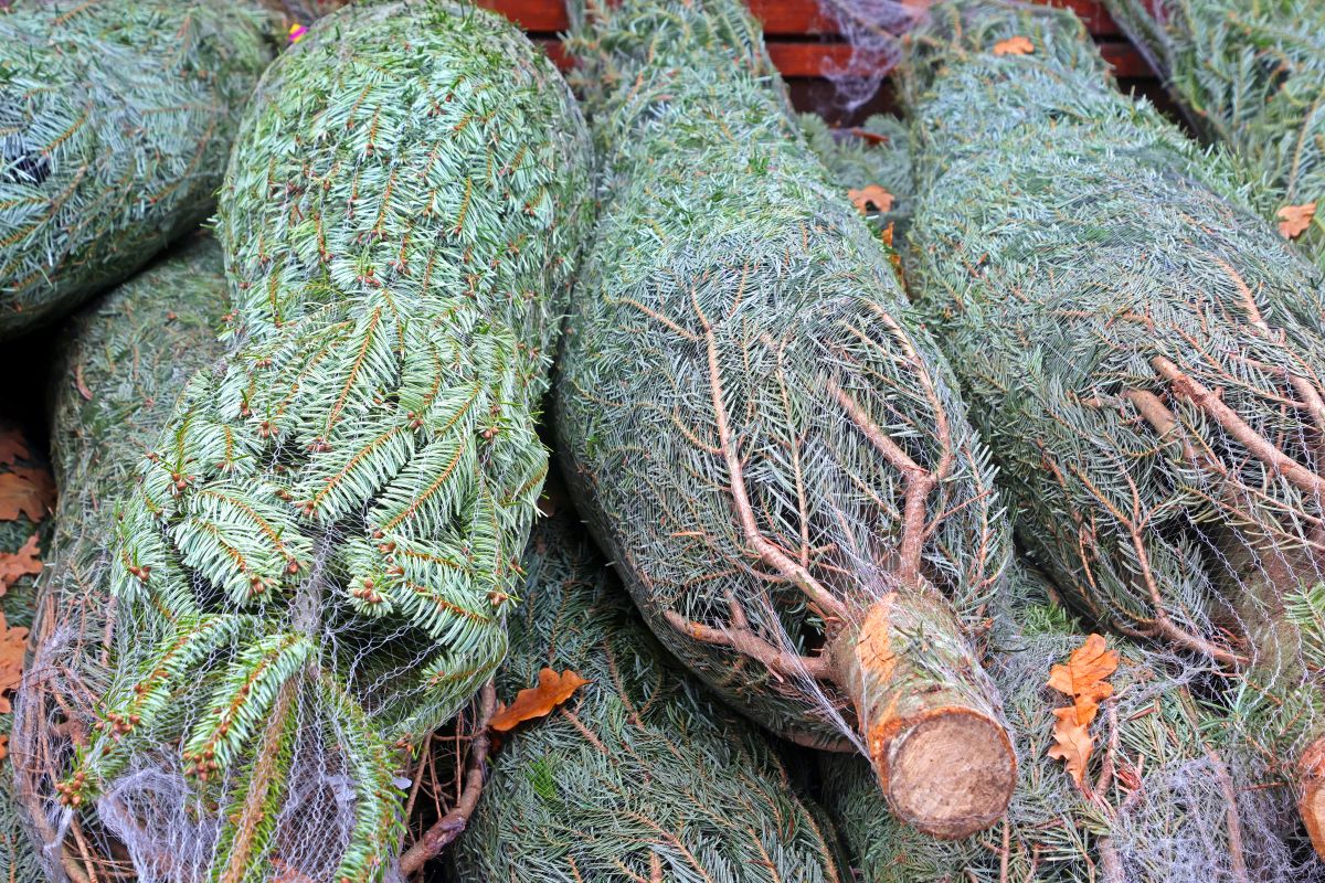 Alberi di Natale: perché i prezzi salgono prima di Natale e come scegliere il tuo
