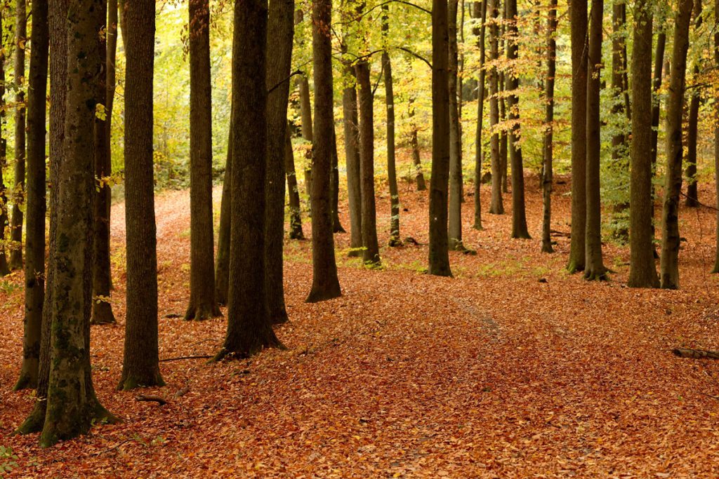 Cambiamento Climatico Estremo in Nord Reno-Westfalia: Cause, Conseguenze e Impatto sulla Popolazione