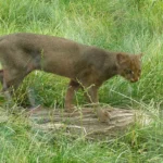 Nuova Zelanda punta a eliminare i gatti selvatici entro il 2050 per salvaguardare la biodiversità