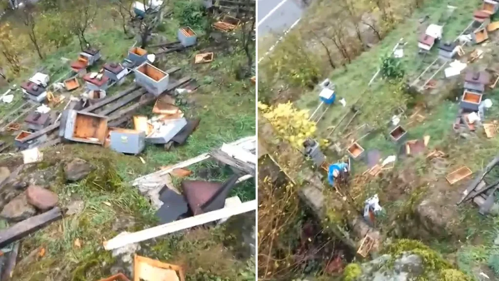 Apicoltore di Trabzon perde più di 50 apiere a causa di un attacco di orso