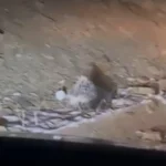 Non è stato ricevuto il testo originale dell'articolo