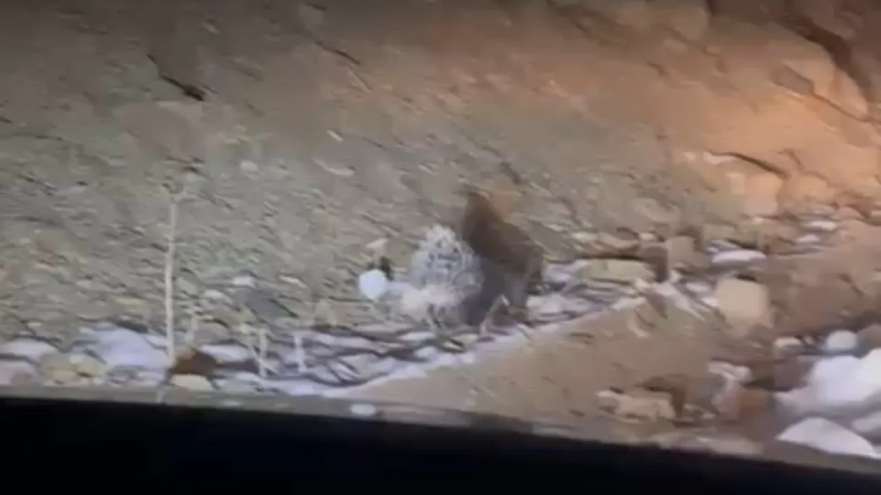 Non è stato ricevuto il testo originale dell'articolo