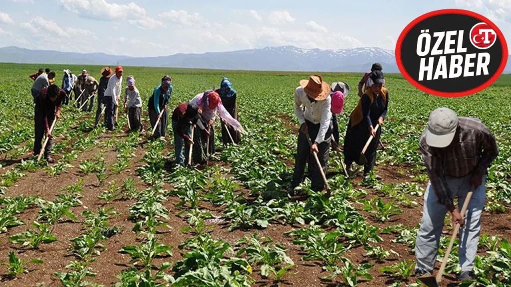 Gruppi “elci” controllano migliaia di lavoratori agricoli, minacciando produzione e prezzi