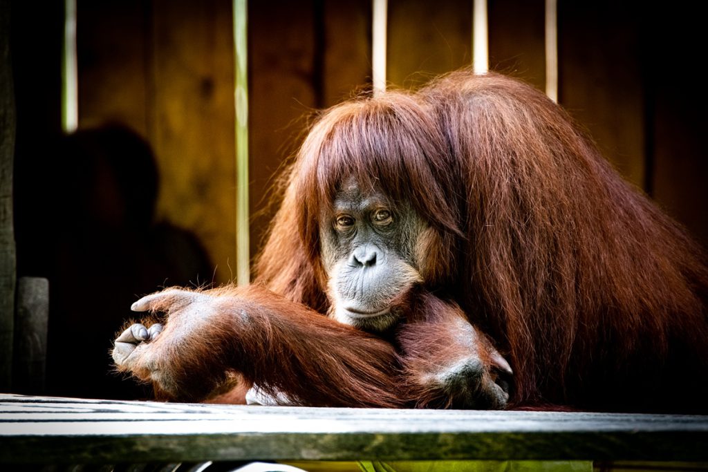 Zoo di Dortmund chiuderà alcuni recinti in inverno per garantire il benessere degli animali