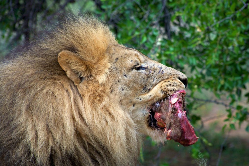 Il Zoo di Wuppertal adotta un approccio innovativo all&#039;alimentazione degli animali carnivori, sollevando questioni etiche e dibattiti sul benessere degli animali in cattività