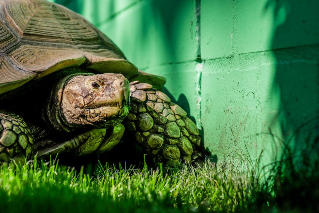 Una Giornata Indimenticabile alla Zoom Erlebniswelt di Gelsenkirchen: Emozioni e Divertimento per Marina e la sua Famiglia

Introduzione
Una donna, Marina, ha visitato la Zoom Erlebniswelt di Gelsenkirchen con la sua famiglia, creando ricordi emozionali che non saranno facilmente dimenticati.

Approfondimento
La visita alla Zoom Erlebniswelt di Gelsenkirchen è stata un&#039;esperienza unica per Marina e la sua famiglia, che hanno potuto godere di momenti di grande emozione e divertimento insieme.

Possibili Conseguenze
Questa esperienza potrebbe avere un impatto duraturo sulla vita di Marina e della sua famiglia, creando ricordi che saranno tramandati per generazioni e influenzando le loro future scelte di svago e divertimento.

Opinione
Purtroppo, non sono disponibili informazioni sufficienti per esprimere un&#039;opinione dettagliata su questo evento, ma è chiaro che la visita alla Zoom Erlebniswelt di Gelsenkirchen ha avuto un impatto emotivo significativo su Marina e la sua famiglia.

Analisi Critica dei Fatti
La notizia non fornisce dettagli specifici sulla visita di Marina alla Zoom Erlebniswelt di Gelsenkirchen, ma sottolinea l&#039;aspetto emotivo dell&#039;esperienza, suggerendo che l&#039;impatto sia stato profondo e significativo.

Relazioni con altri fatti
Non ci sono informazioni disponibili che collegano questo evento ad altri fatti o eventi specifici, ma è possibile che la visita alla Zoom Erlebniswelt di Gelsenkirchen sia parte di una più ampia strategia di svago e divertimento per la famiglia di Marina.

Contesto storico
La Zoom Erlebniswelt di Gelsenkirchen è un parco di divertimenti e zoo che offre una varietà di attrazioni e esperienze per visitatori di tutte le età, e la visita di Marina rientra nel contesto di una giornata di svago e divertimento per la famiglia.

Fonti
La fonte di questo articolo è RSS Feed URL, un sito di notizie che fornisce aggiornamenti su eventi e storie da tutto il mondo.